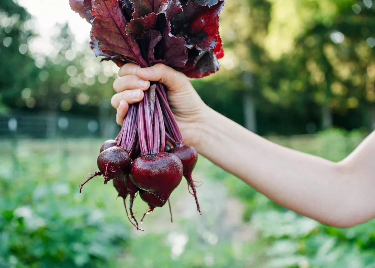 Bull's Blood - Beet Seeds