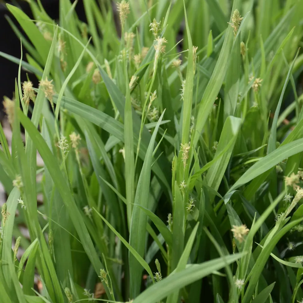 Bunny Blue Sedge
