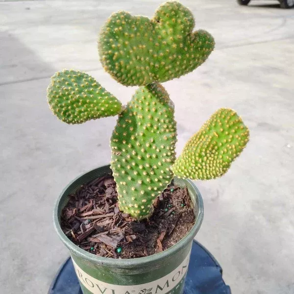 Bunny Ear Cactus