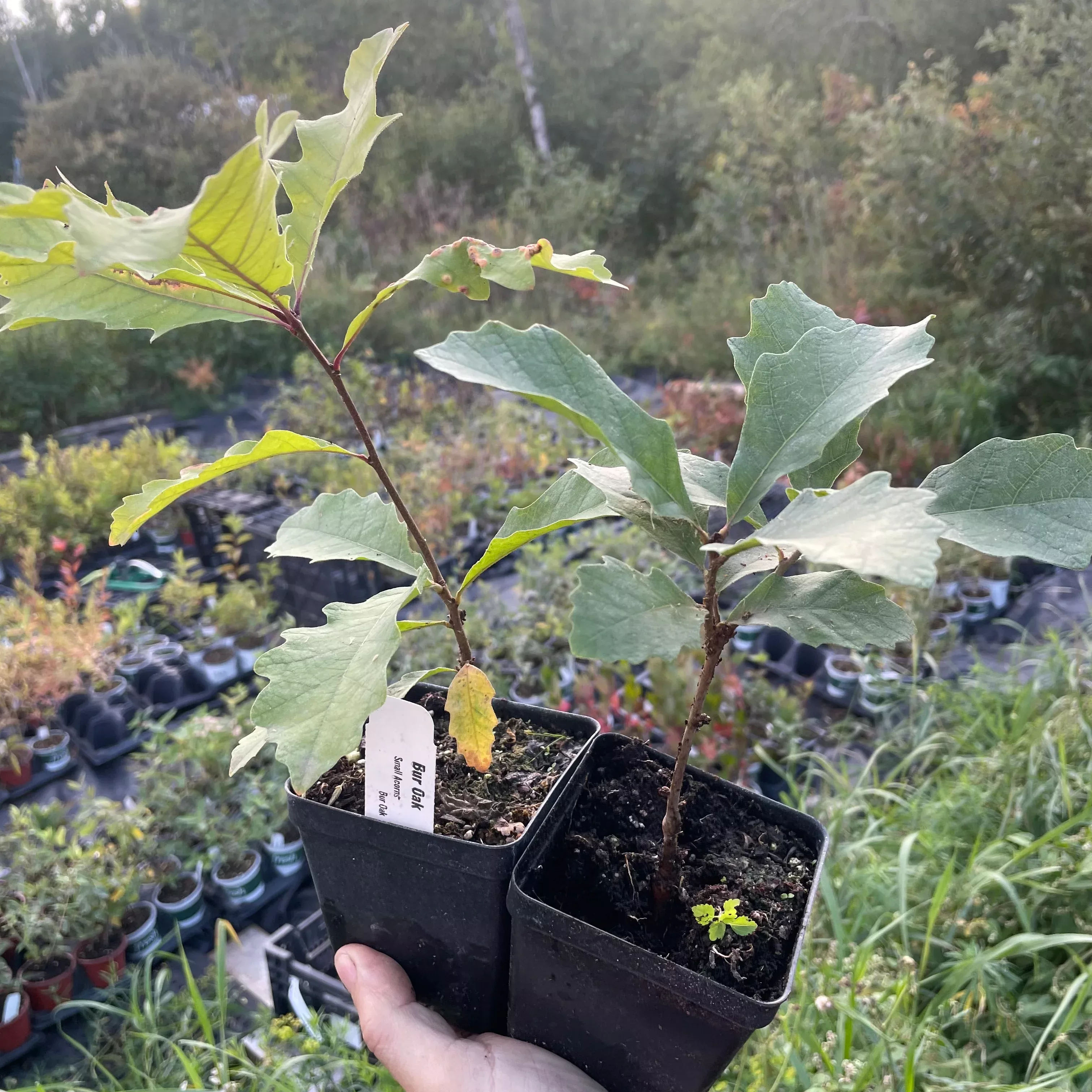 Bur Oak (Quercus macrocarpa)