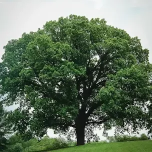 Bur Oak