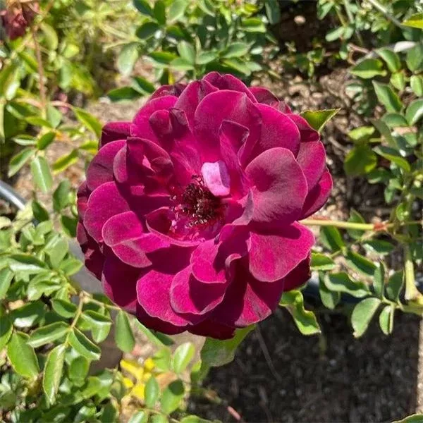 Burgundy Iceberg Rose Tree