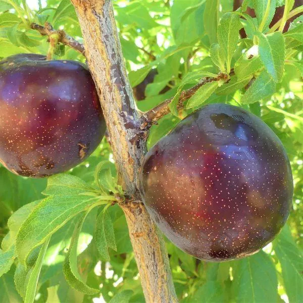 Burgundy Plum
