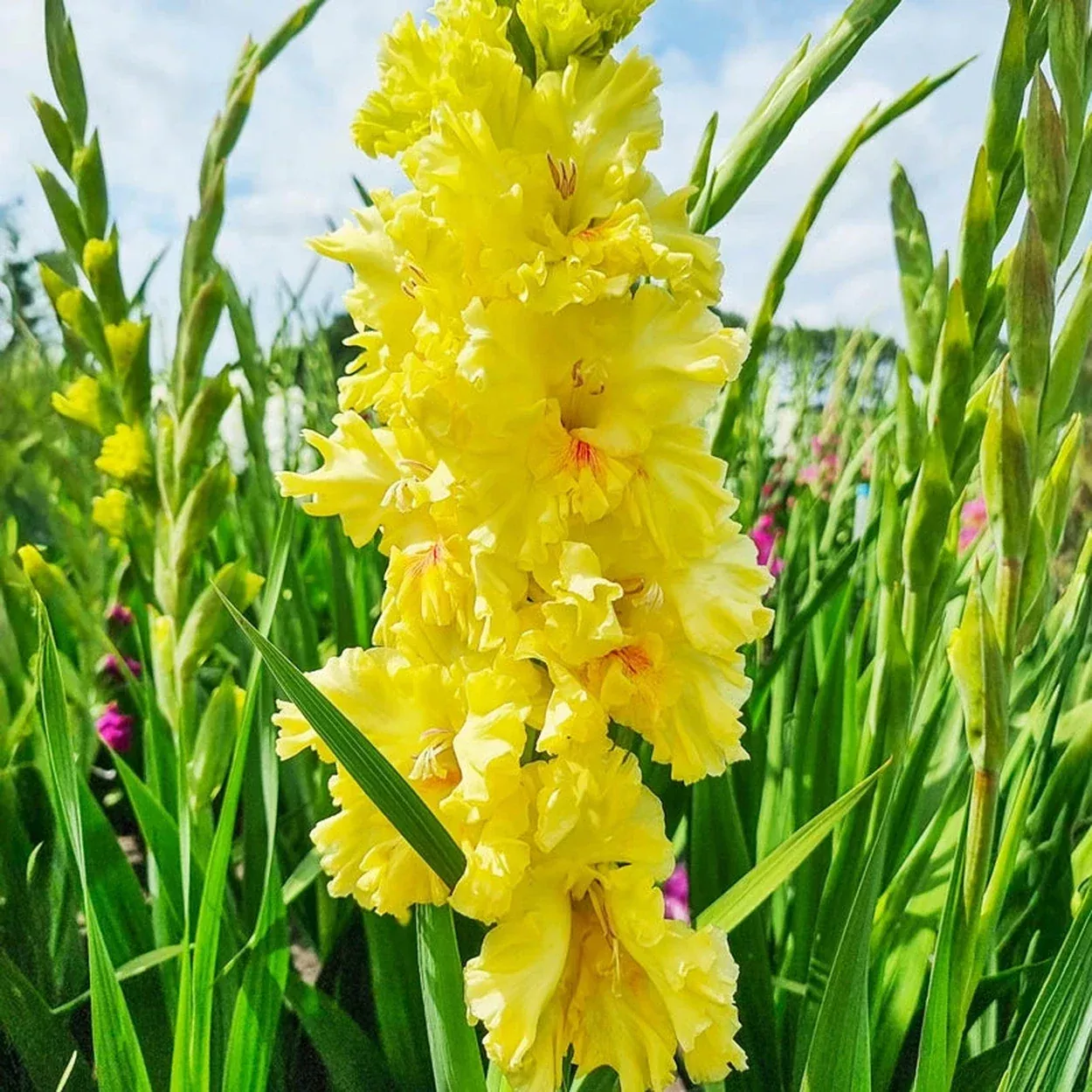 Burning Sunrays Gladiolus