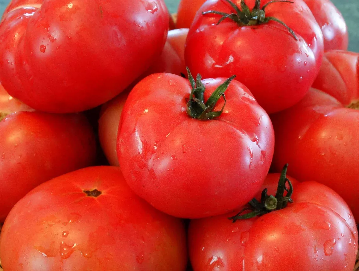 Burpee’s Dwarf Giant Tomato (1909)