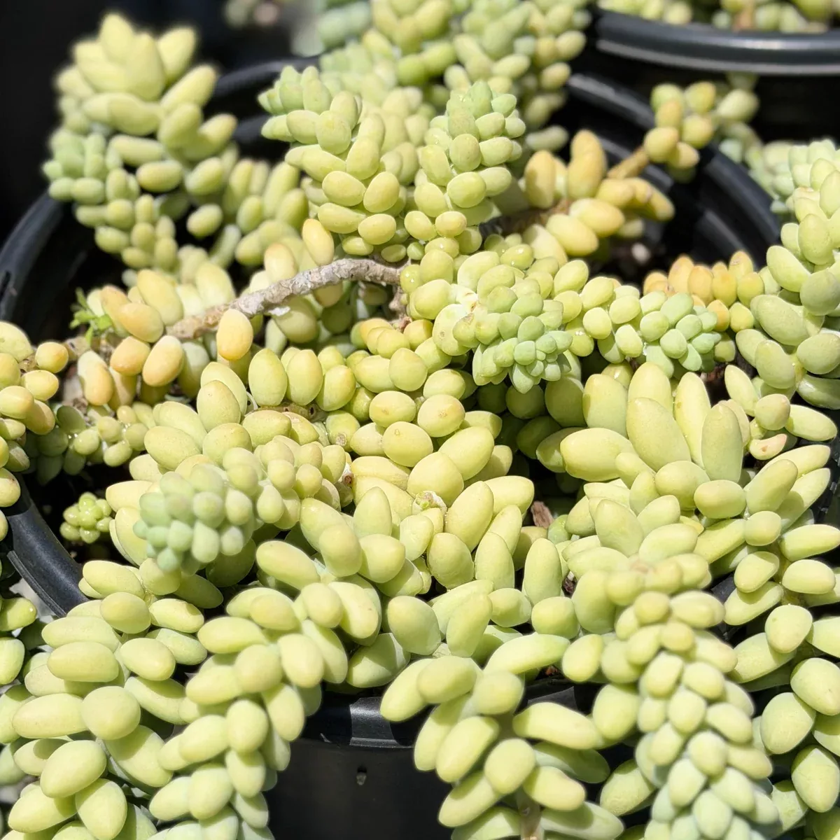 Burrito Burro's Tail