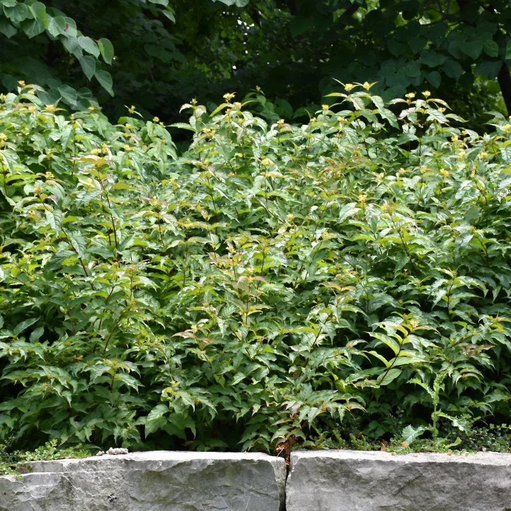 Bush Honeysuckle