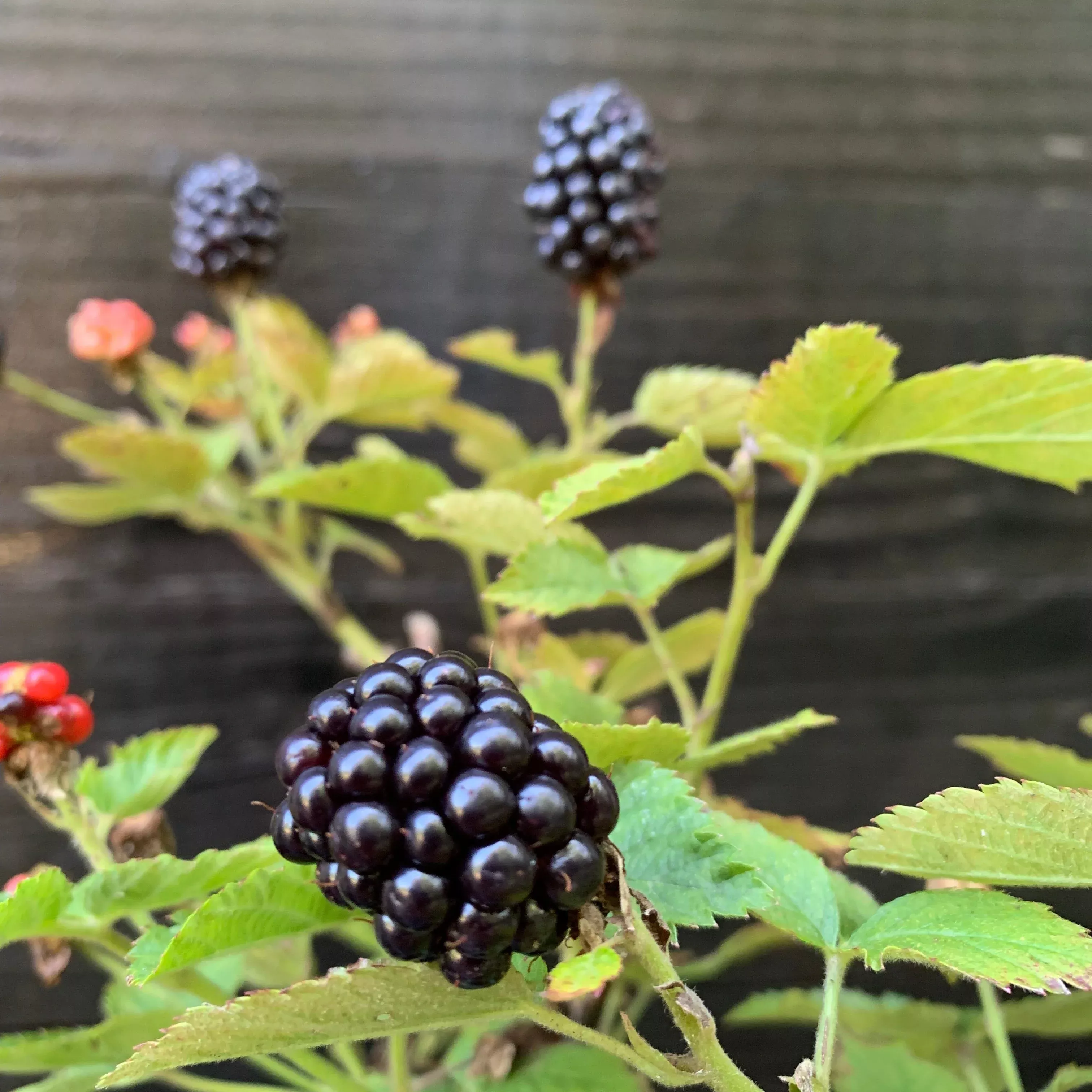 Bushel and Berry Baby Cakes Thornless Blackberry