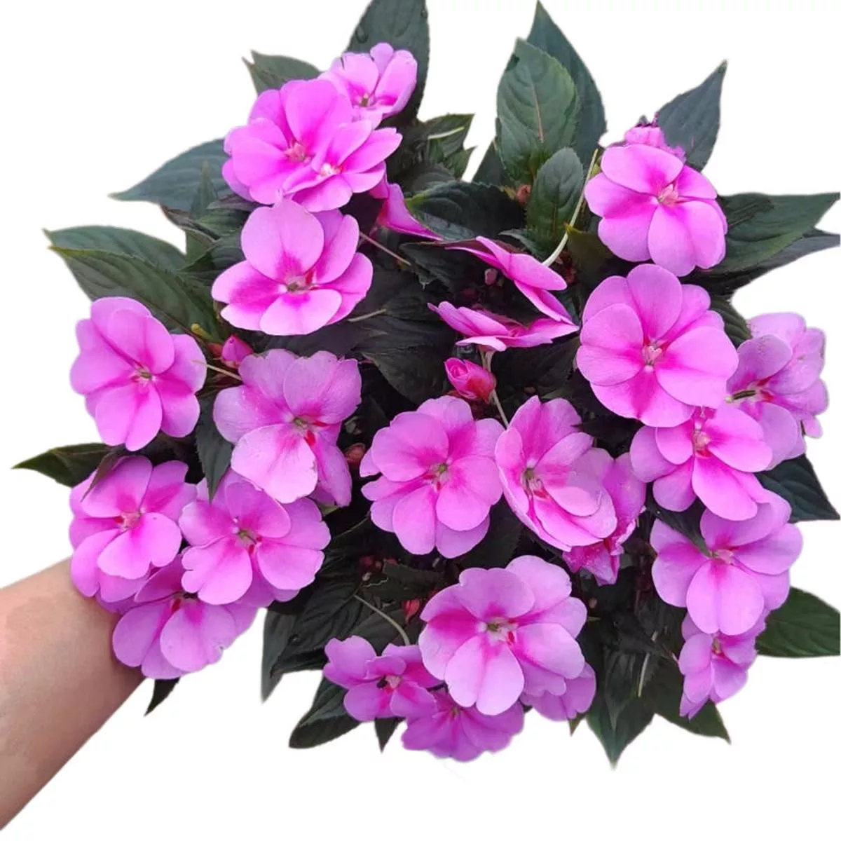Busy Lizzie – Pink | 1 – Pot