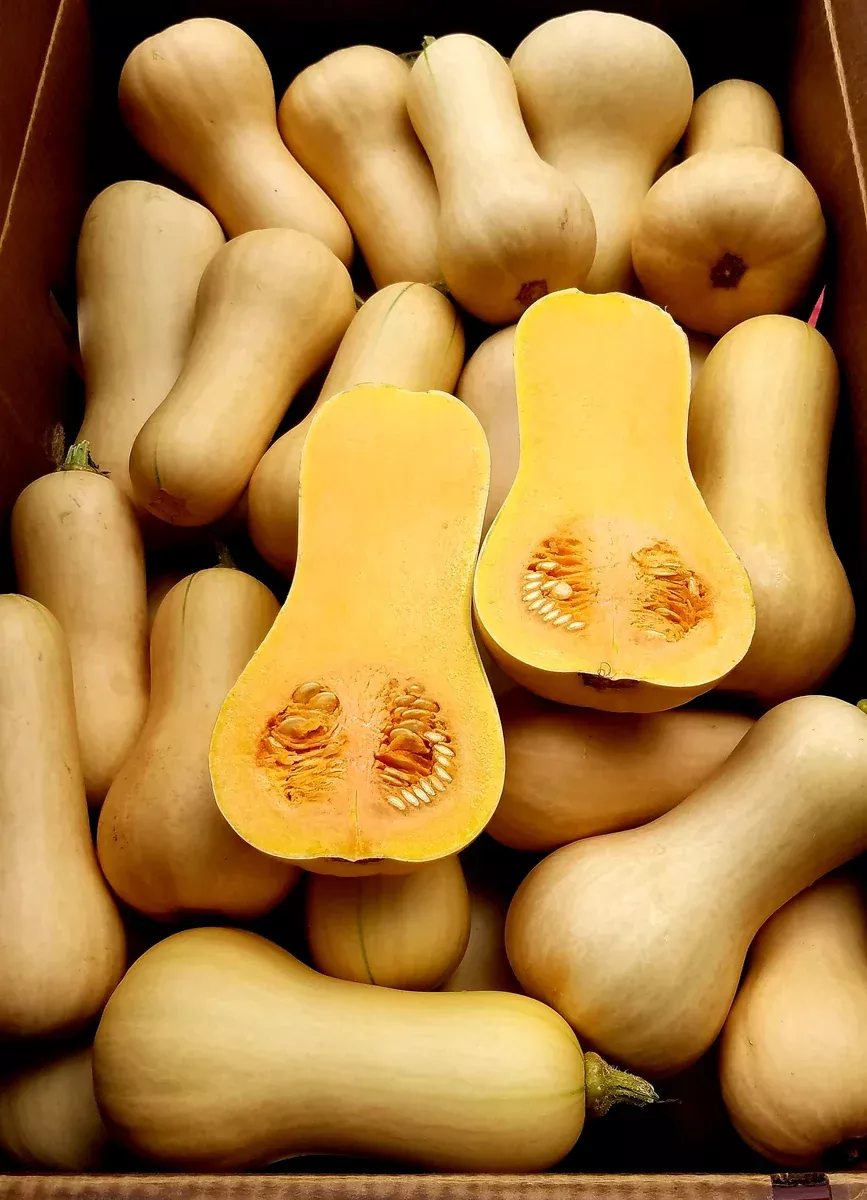 Butter Bush Squash - 4" pot