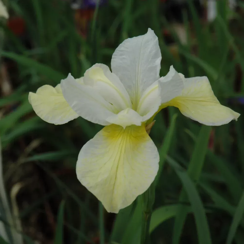 Butter & Sugar Siberian Iris