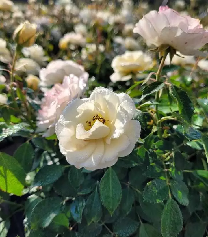 Buttercream Drift Rose