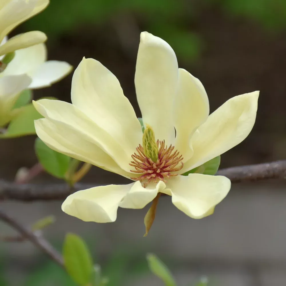 Butterflies Magnolia