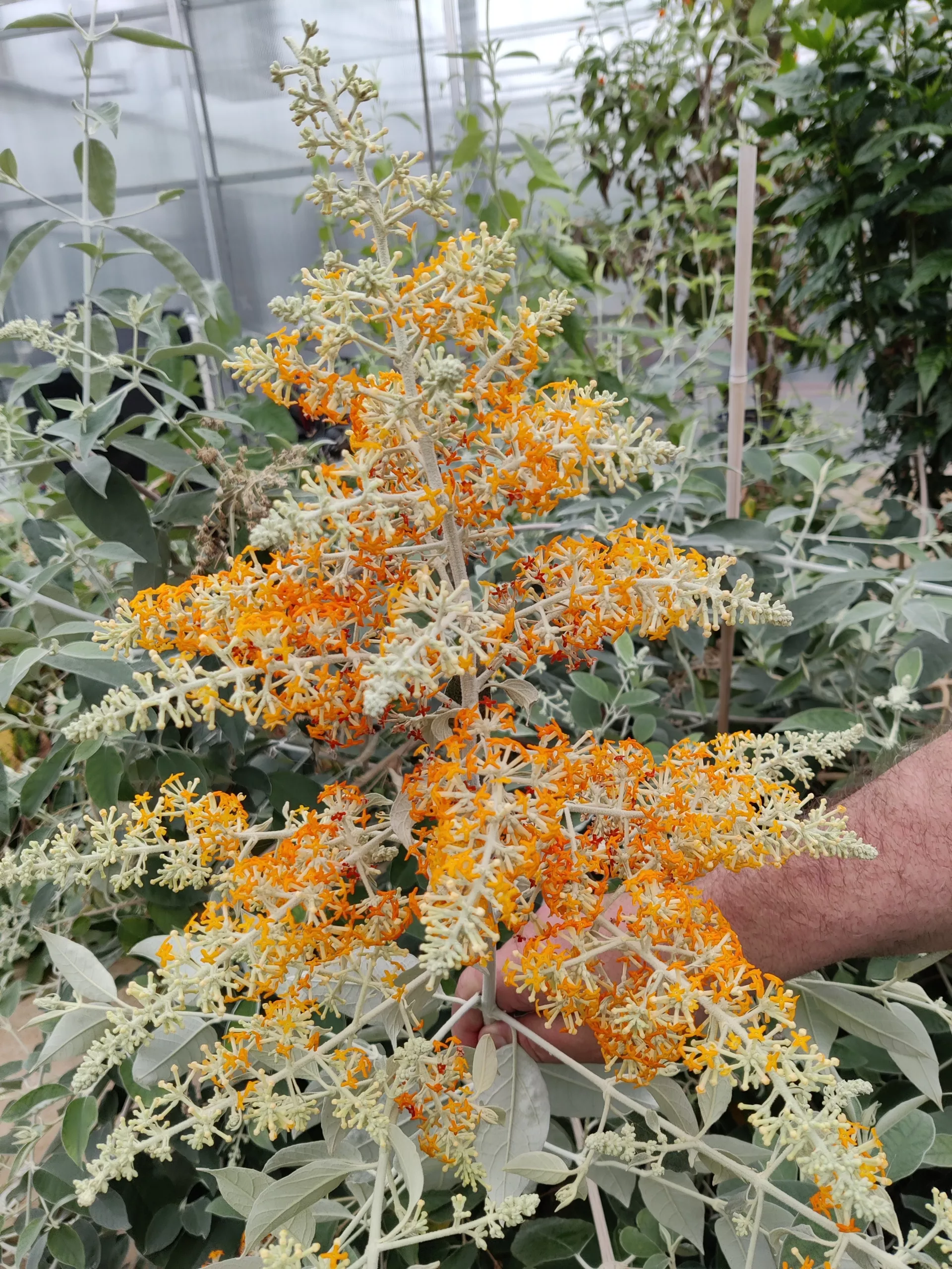 Butterfly Bush, Madagascar rooted plant