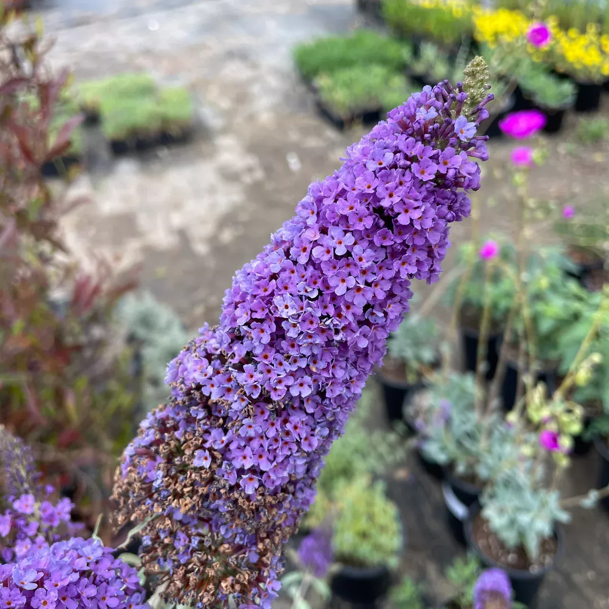 Butterfly Bush