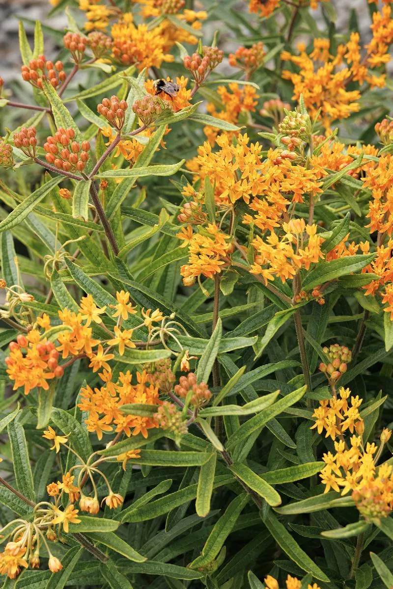 Butterfly WeedAsclepias