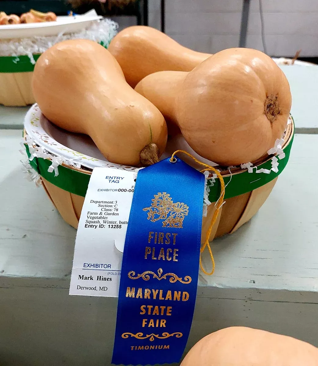Butternut Squash