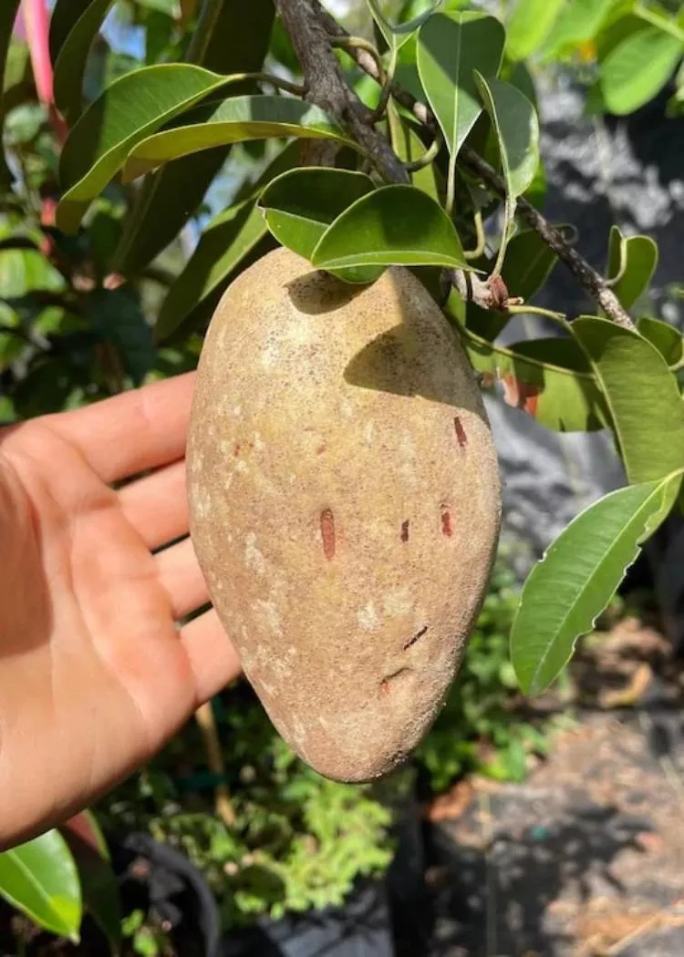 Butterscotch Sapodilla Tree