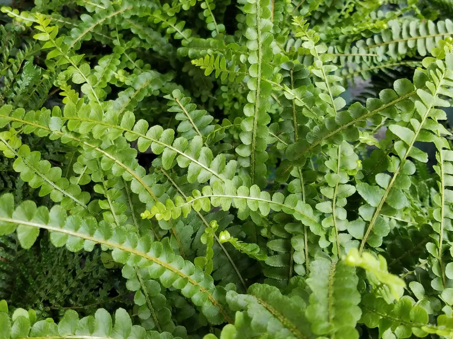 Button Fern