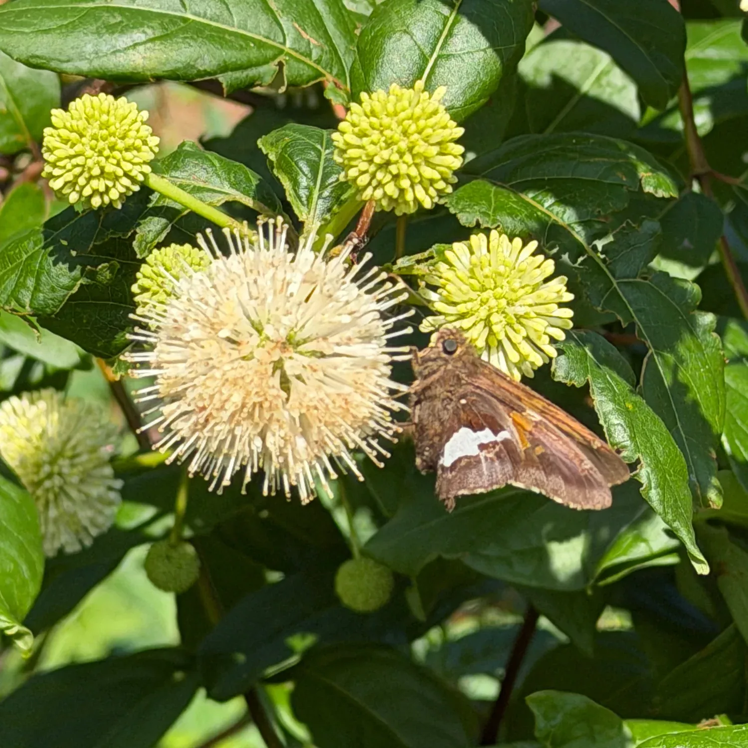 Buttonbush