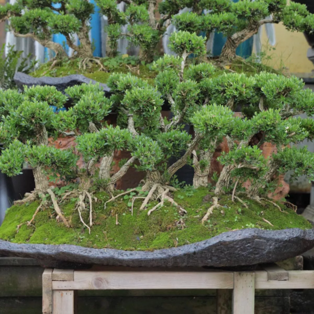 Buxus (Boxwood) TreeAncient Bonsai (Potted Plant) – 50cm