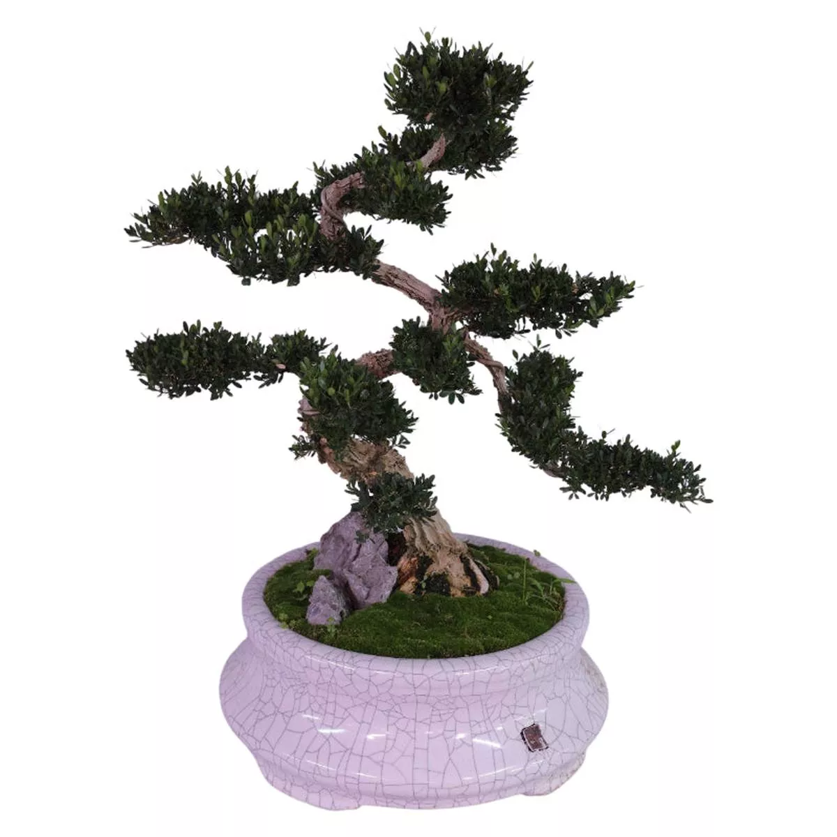 Buxus (Boxwood) TreeAncient Bonsai (Potted Plant) – 60cm