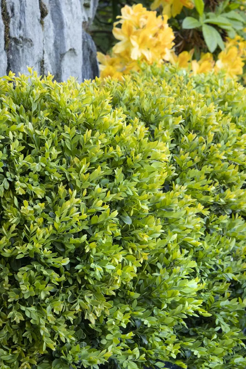 Buxus 'Chicago hardy' Boxwood