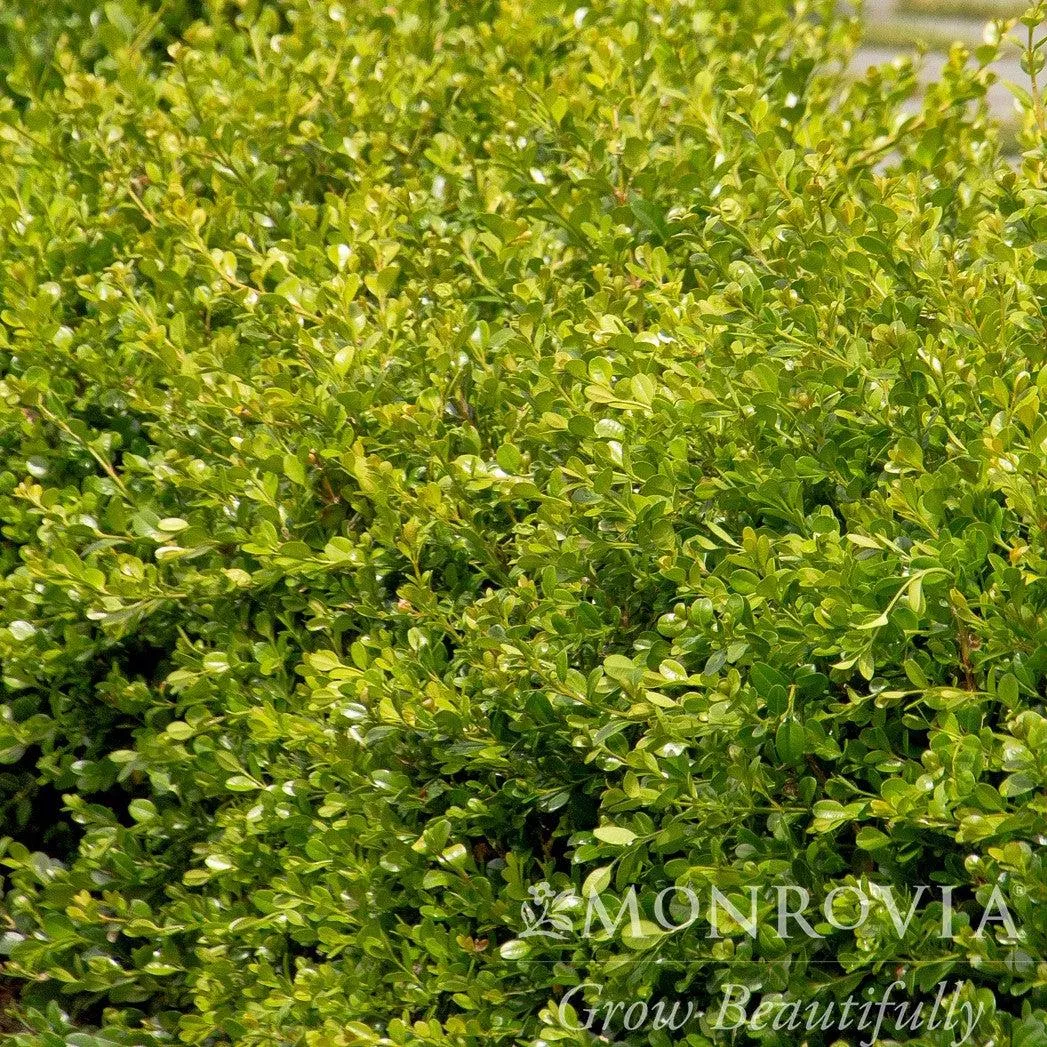 Buxus 'Green Gem'- Green Gem Boxwood