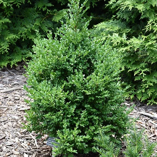 Buxus Green Mountain - 3 Gallon Potted Evergreen Shrub