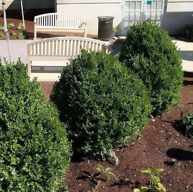 Buxus 'Green Mountain'- Green Mountain Boxwood