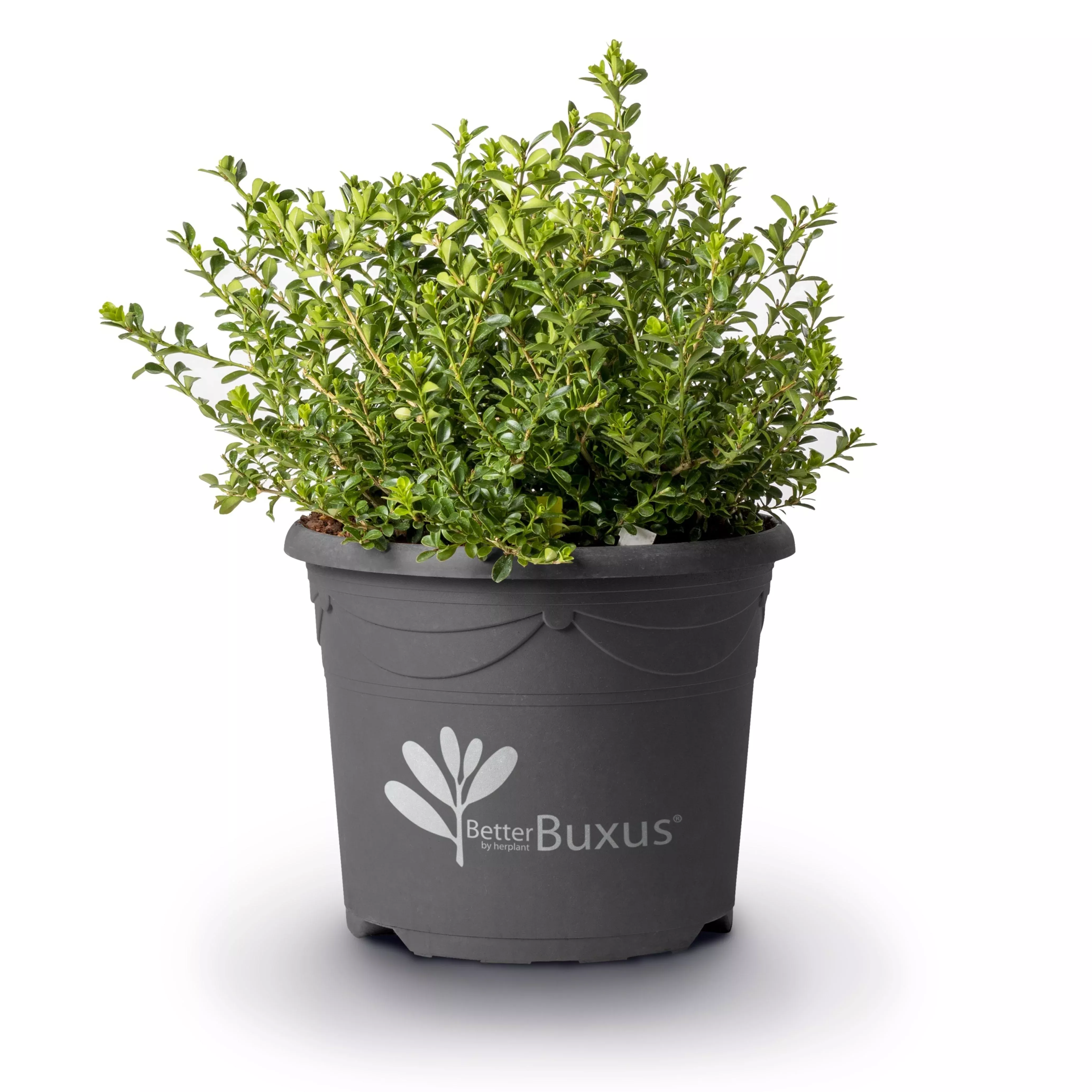 Buxus 'HER2009B01'’ PP32,274- BetterBoxwood Renaissance™ Boxwood