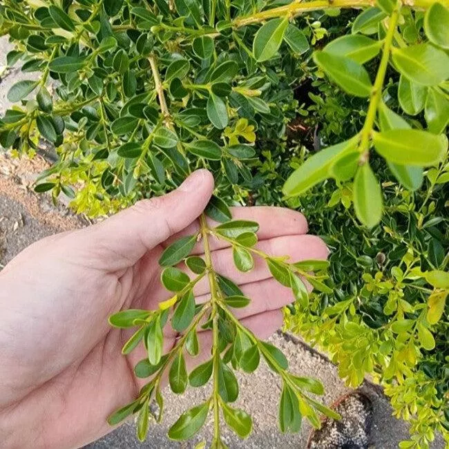 Buxus 'HER2009B03’ PP32275- BetterBoxwood Skylight™ Boxwood