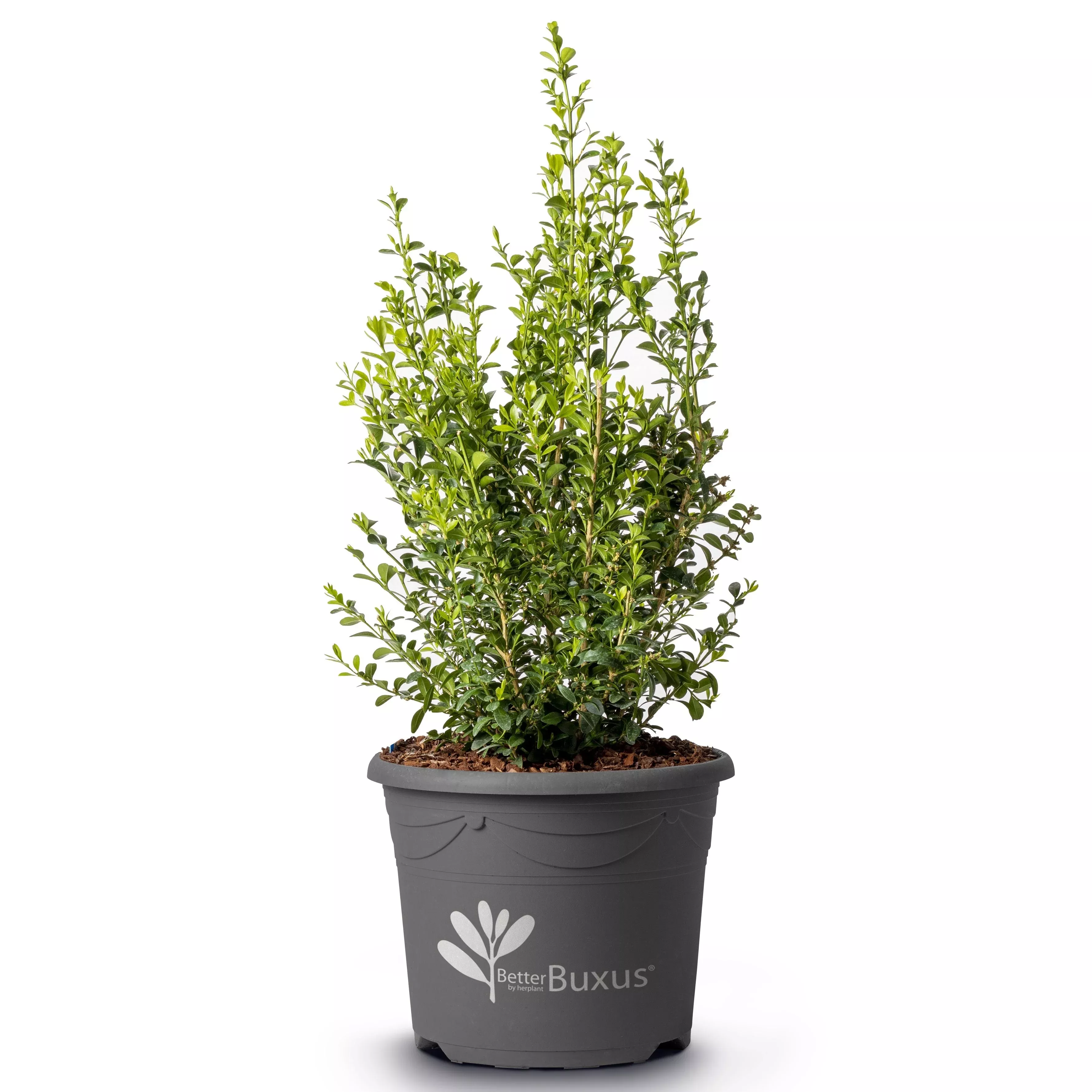 Buxus 'HER2010B02’ PP32,309- BetterBoxwood Heritage™ Boxwood