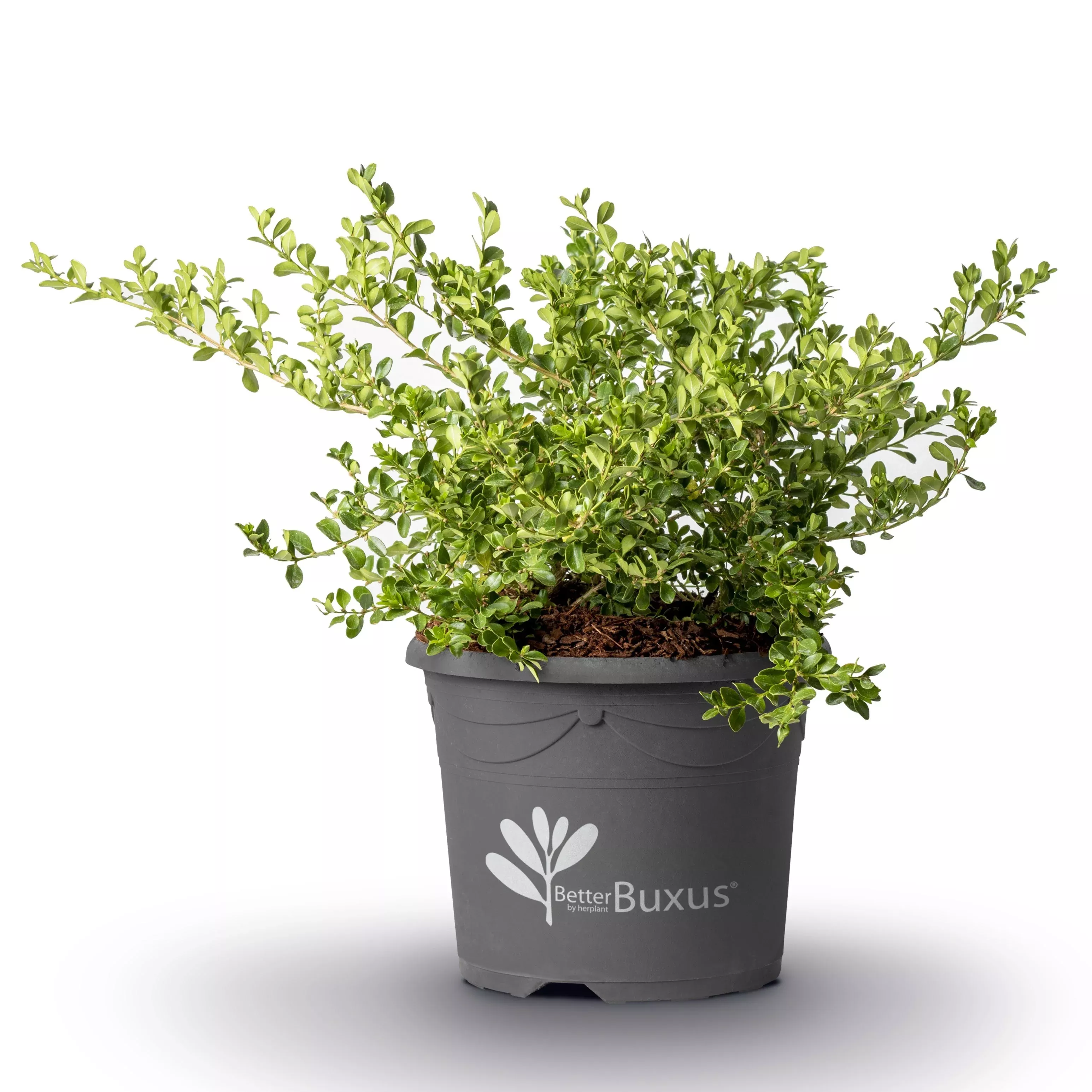 Buxus 'HER2010B04’ PP32273- BetterBoxwood Babylon Beauty™ Boxwood