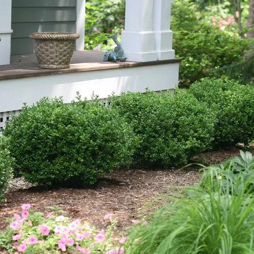 Buxus microphylla 'Bulthouse'- Sprinter Boxwood