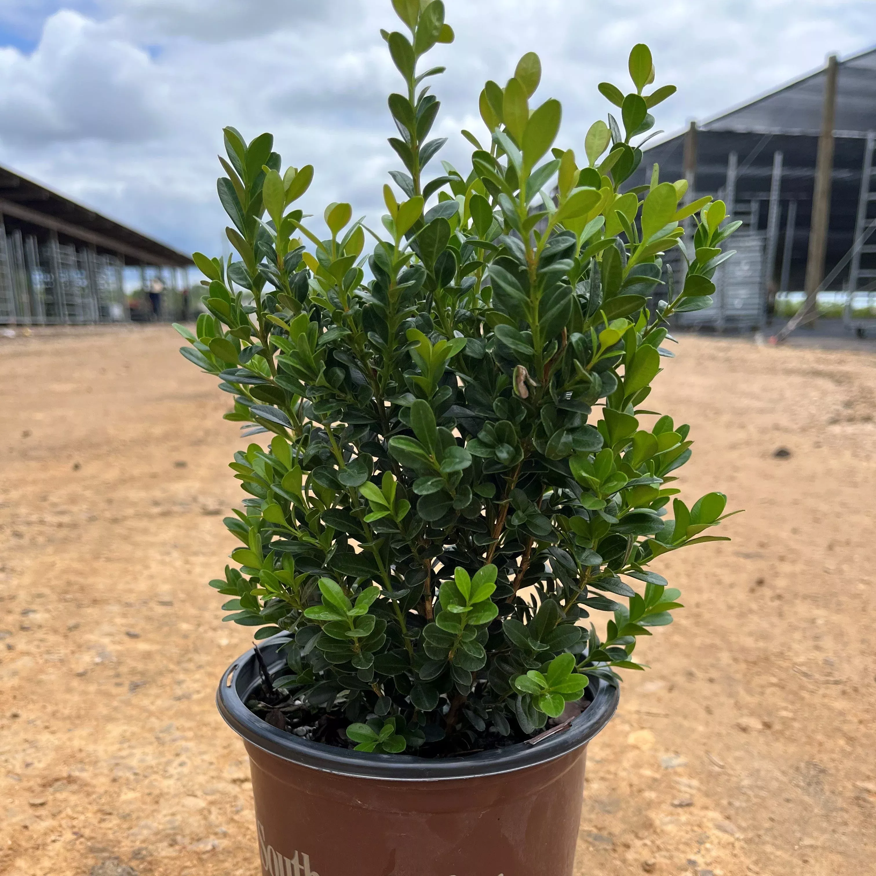 Buxus microphylla japonica 'Gregem'- Baby Gem™ Boxwood