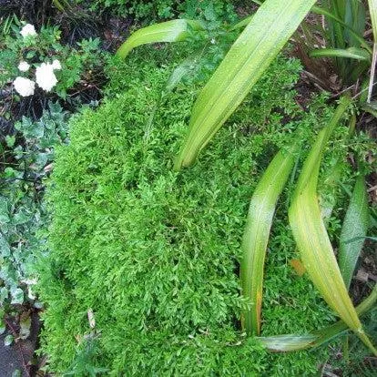 Buxus microphylla 'Tide Hill'- Tide Hill Boxwood