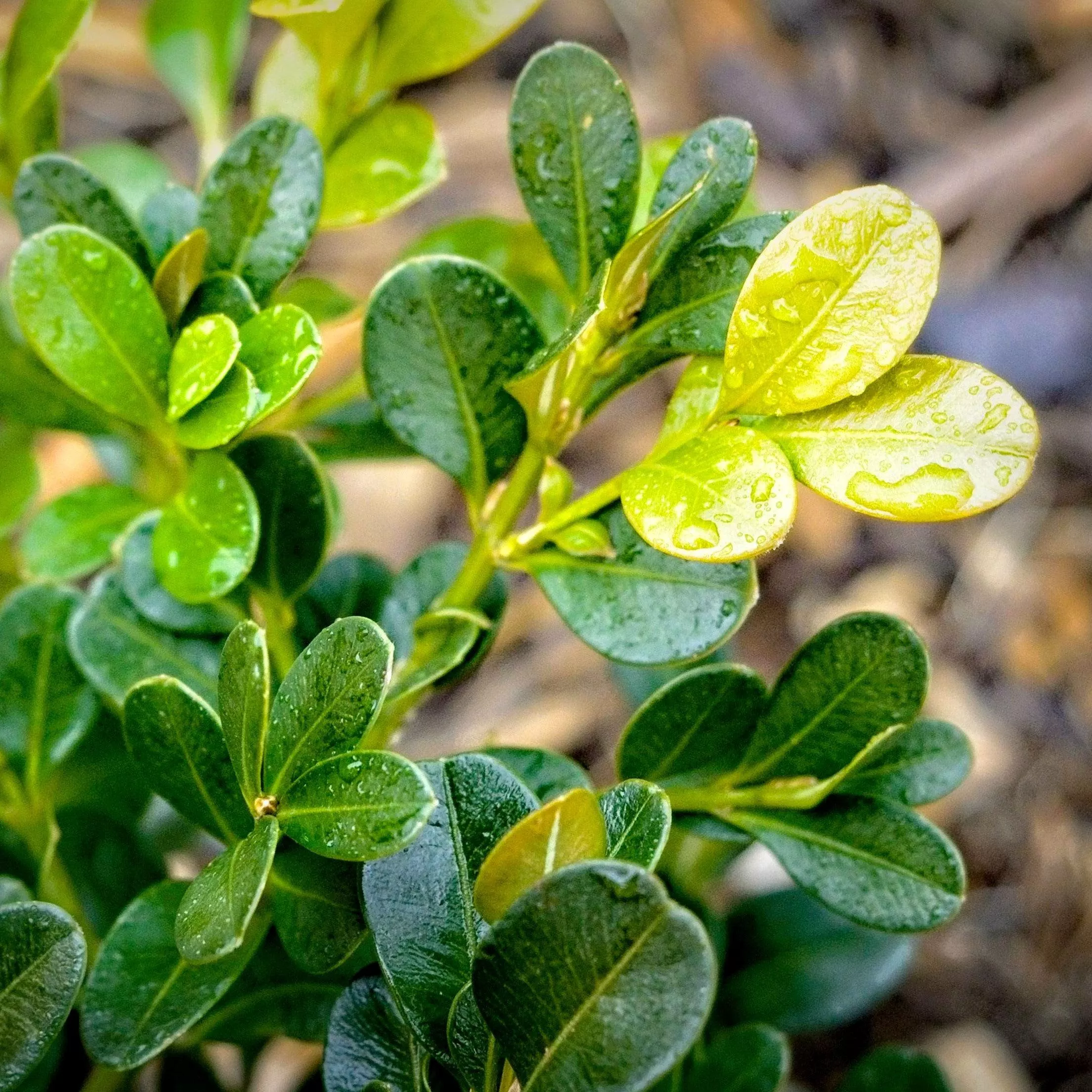 Buxus microphylla var. japonica 'Green Beauty'- Green Beauty Boxwood