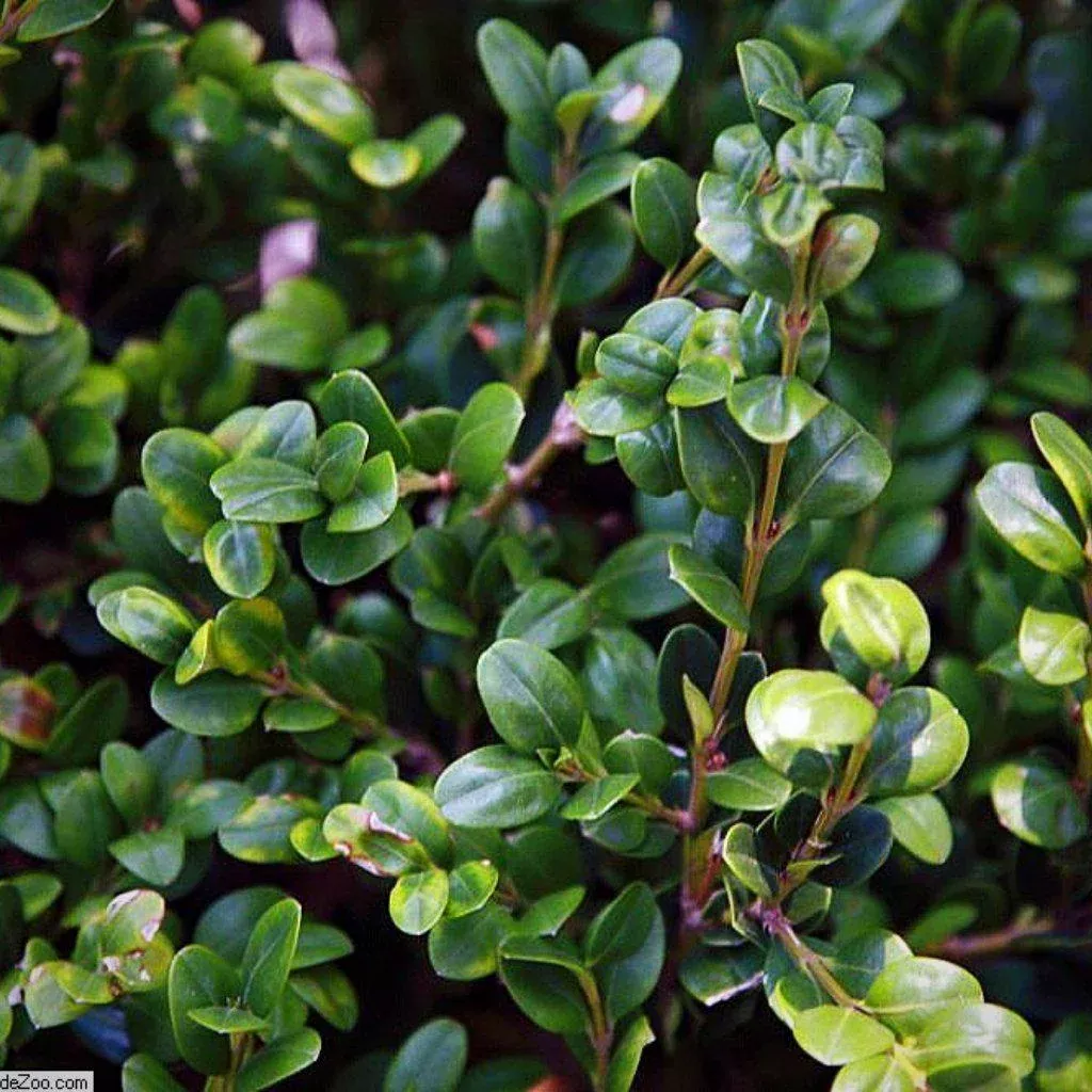 Buxus microphylla var. japonica 'Winter Gem'- Winter Gem Boxwood