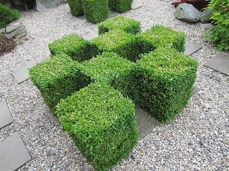 Buxus sempervirens Seeds - Common Boxwood