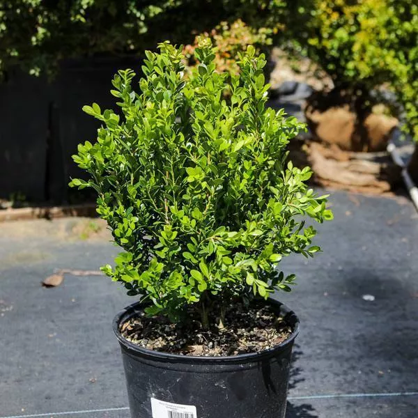 Buxus sinica var. insularis 'Franklin's Gem'- Franklin's Gem Korean Boxwood