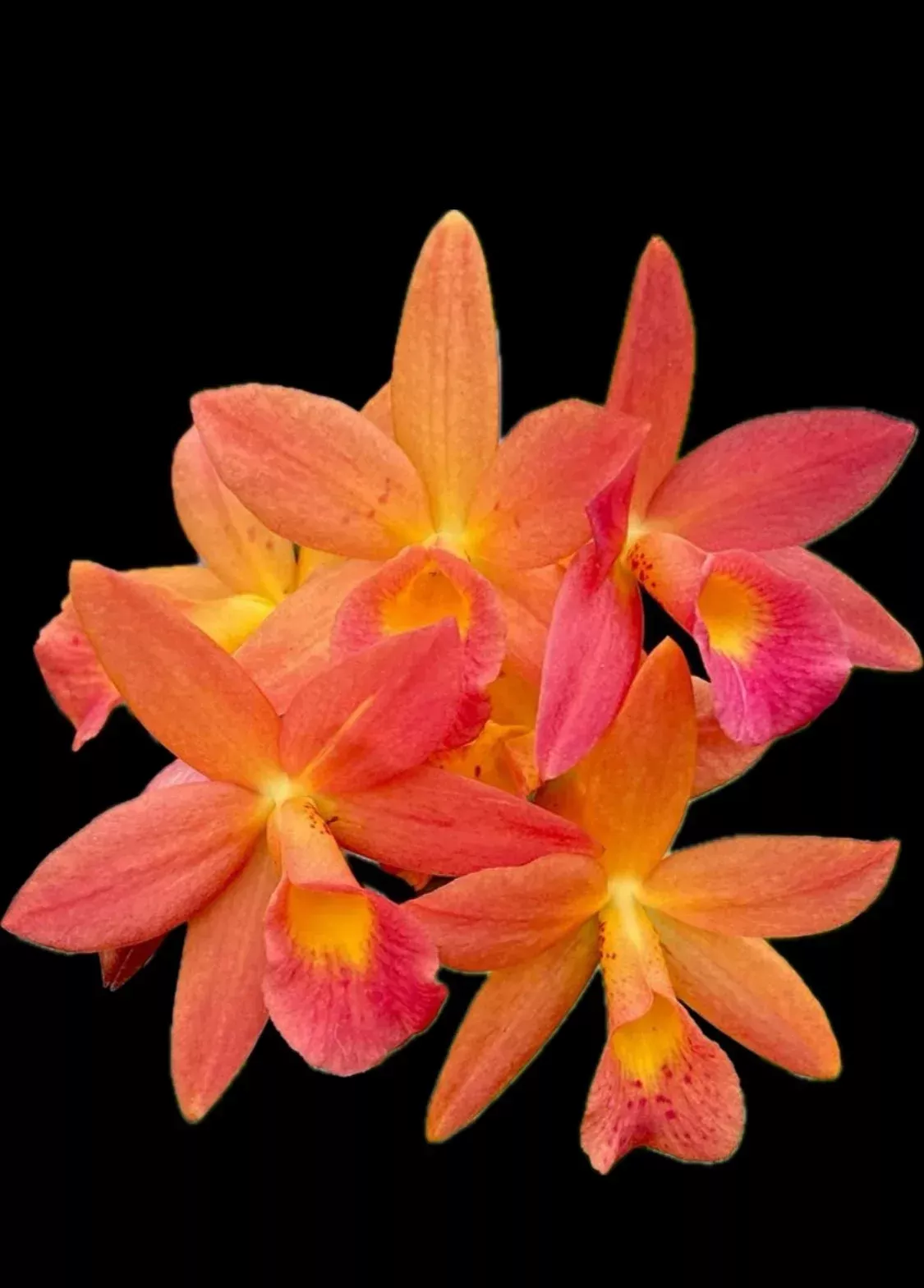 C. Harmill 'orange glow' x gur. aurantiaca 'mishima spots'