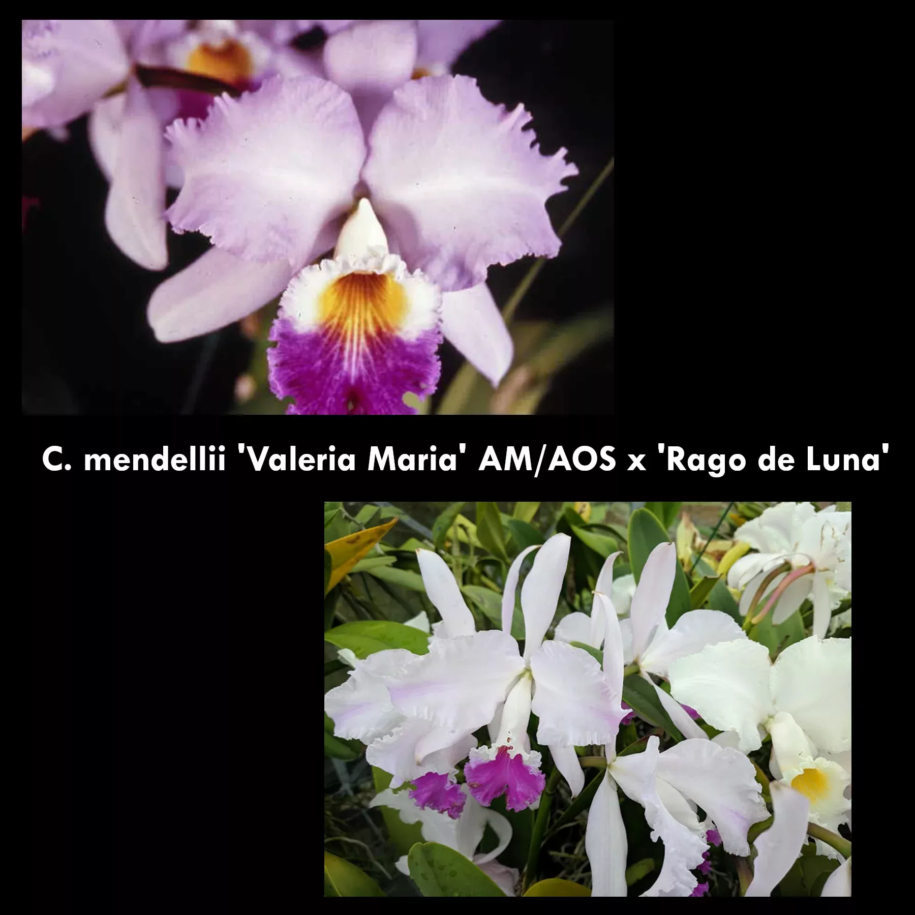 C. mendelii 'Valeria Maria' AM/AOSx 'Rago de Luna'