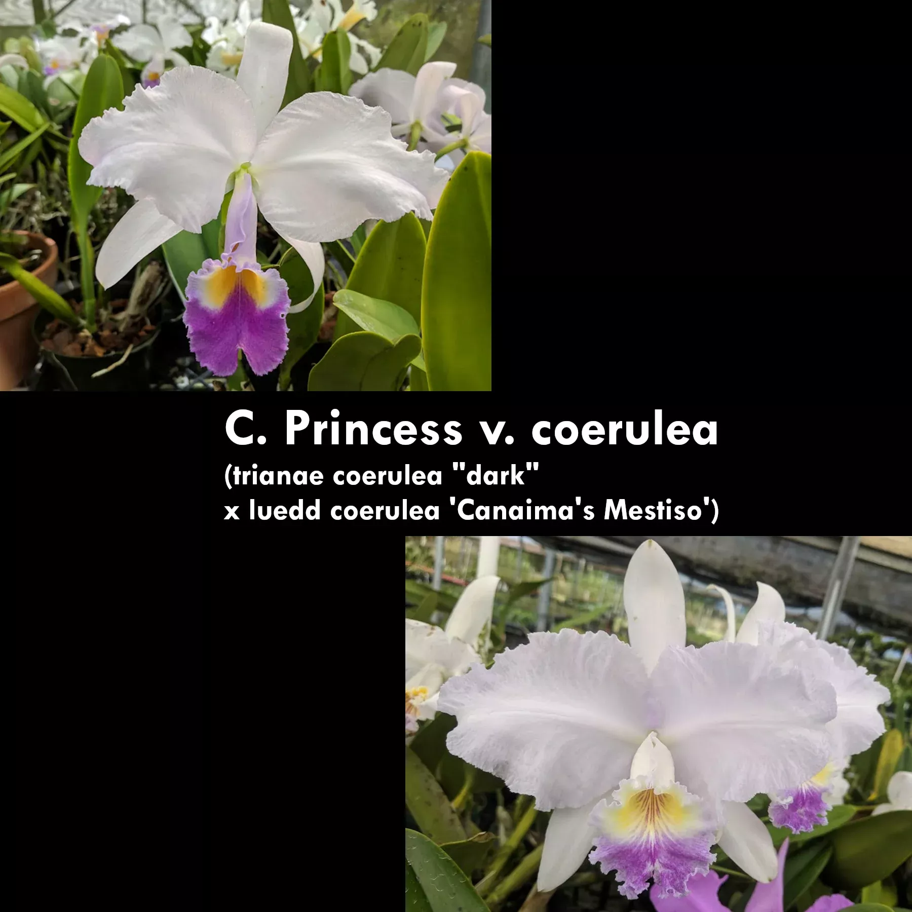 C. Princess v. coerulea