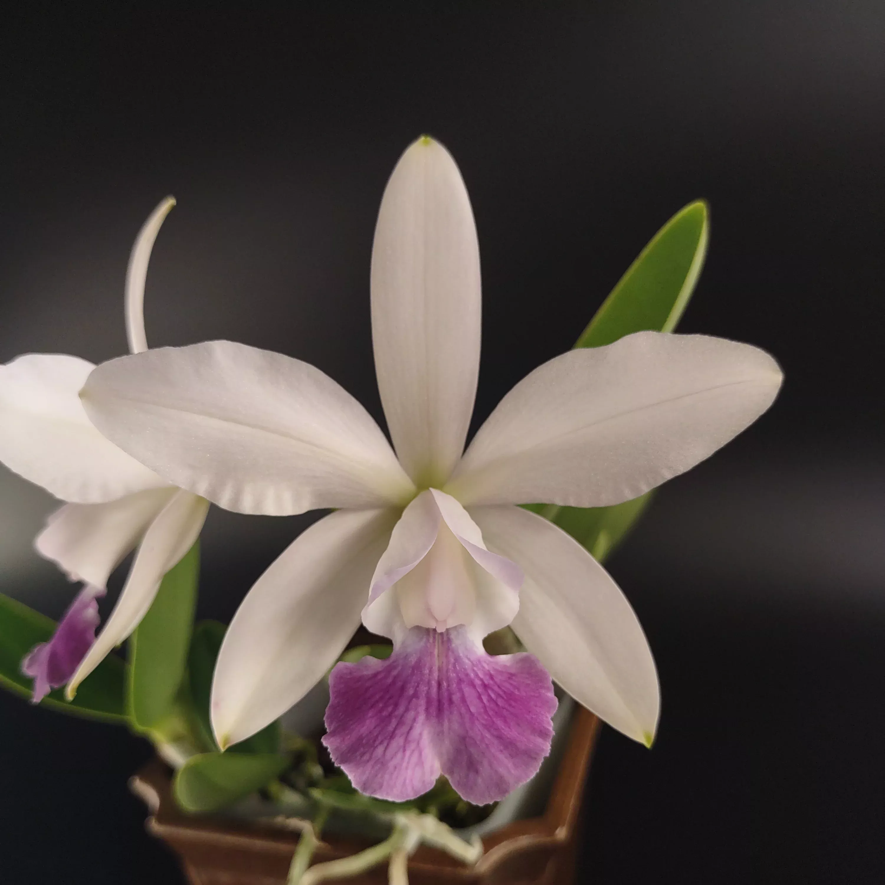 C. Walkerinter (C. walkeriana x C. intermedia)