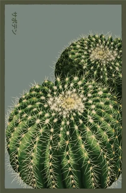 Cactus Indoor Seeds Packet