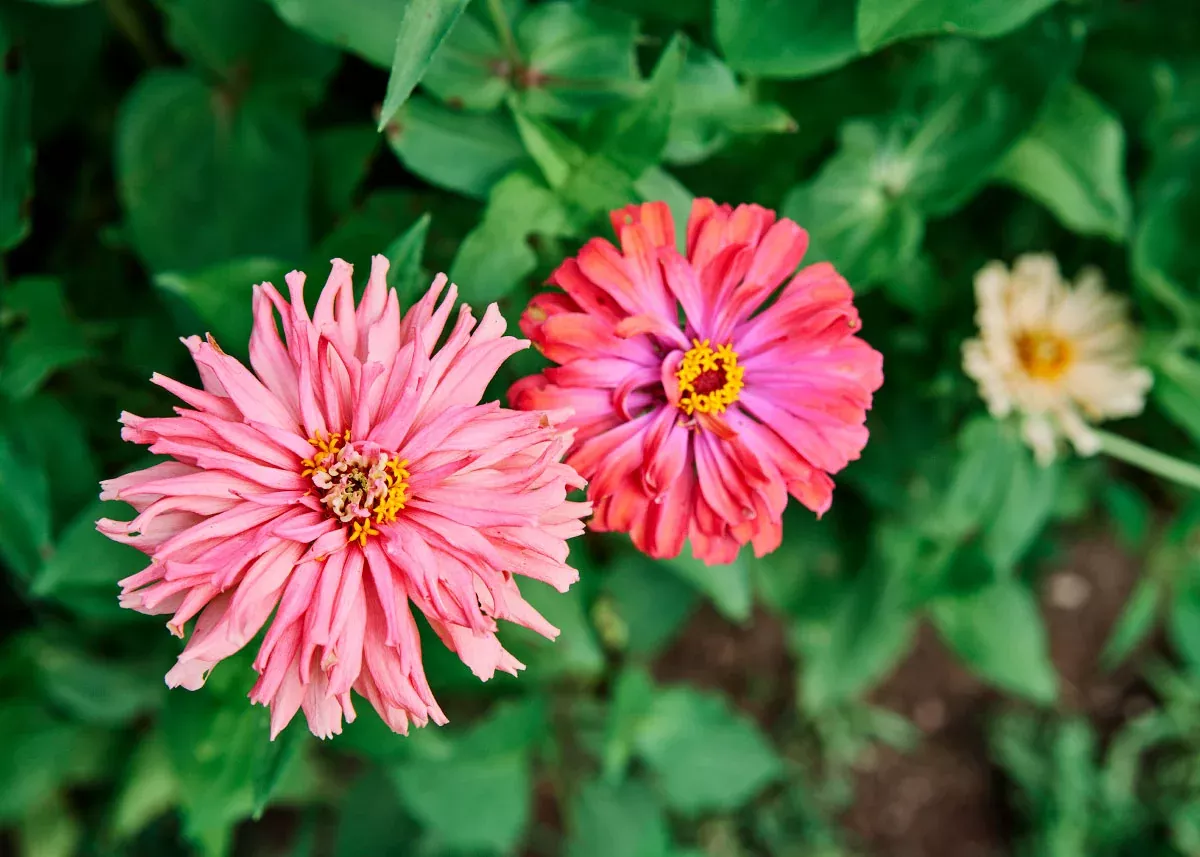 Cactus Mix - Zinnia Seeds