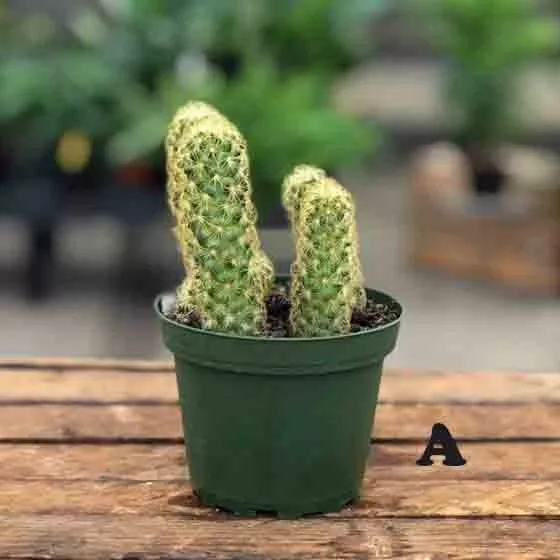 Cactus (Varieties Vary) -4" Potted Houseplant