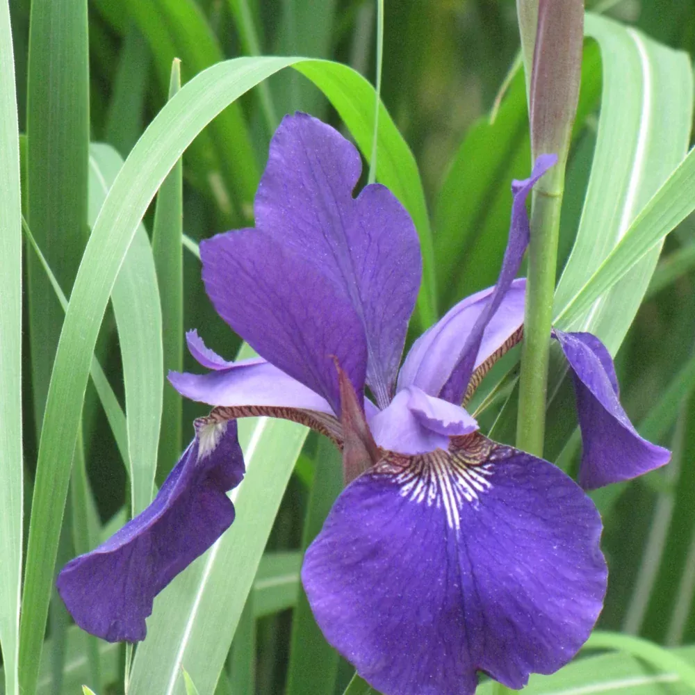 Caesar's Brother Siberian Iris