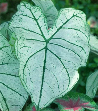 Caladium Bulbs